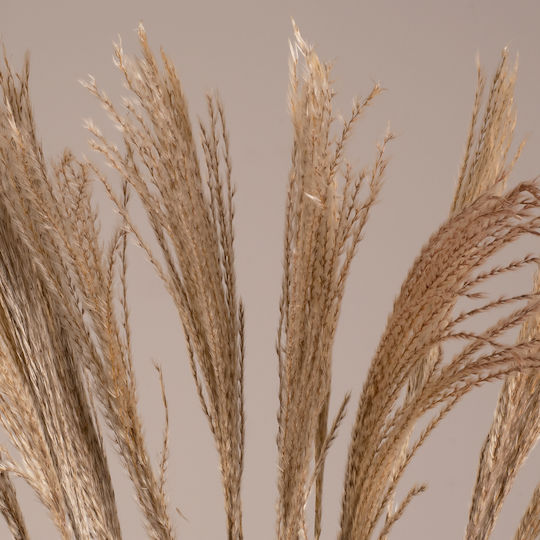Dried Beige Plant in Box 20 Pieces GloboStar Dried Beige Plant in Box 20 Pieces GloboStar