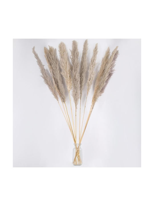Αποξηραμένο Φυτό Pampas grass Καφέ/Γκρι 5τμχ GloboStar