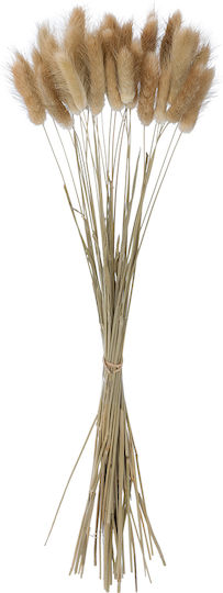 Dried Beige Plant in Box 30 Pieces GloboStar Dried Beige Plant in Box 30 Pieces GloboStar