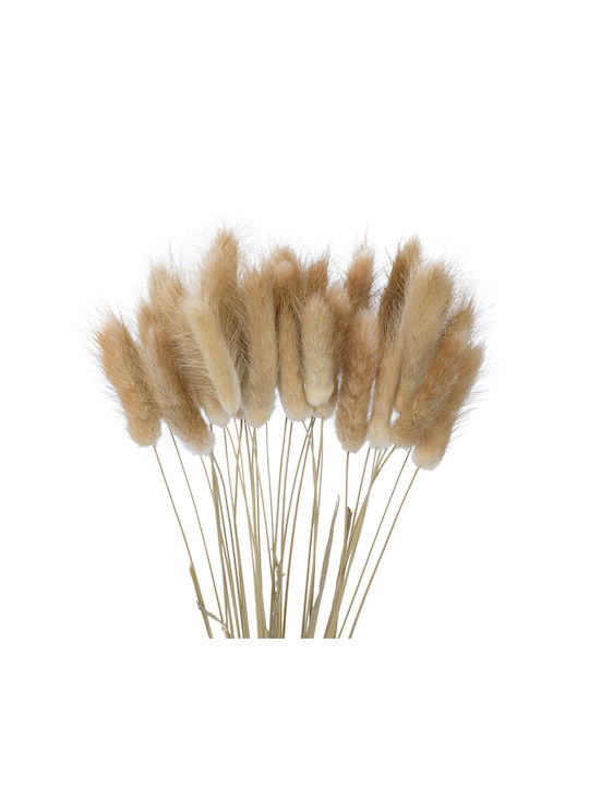 Dried Plant Beige 50cm in Box 30pcs GloboStar