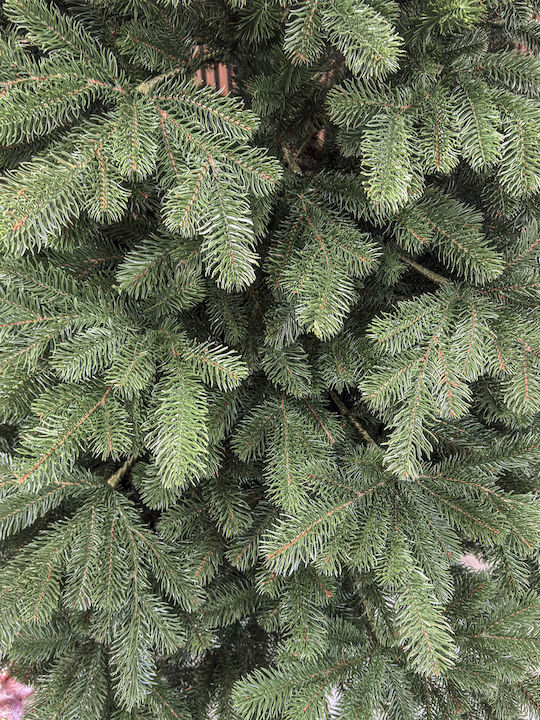 Christmas Tree Kovalivka Select 250cm with 763 Branches