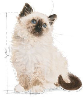 Royal Canin Kitten Nasses Katzenfutter für Junior-Katzen in Beutel mit Thunfisch Diät 12x85gr