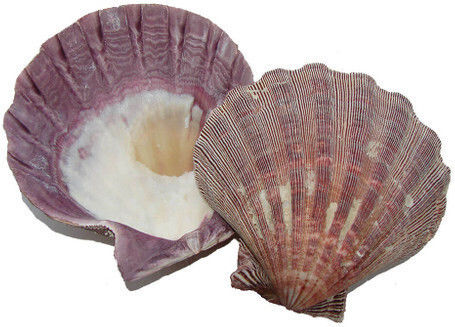 Burner Shell Incense Natural Scallop Lion's Paw 13cm