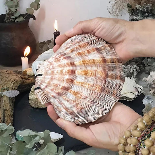 Burner Shell Incense Natural Scallop Lion's Paw 13cm