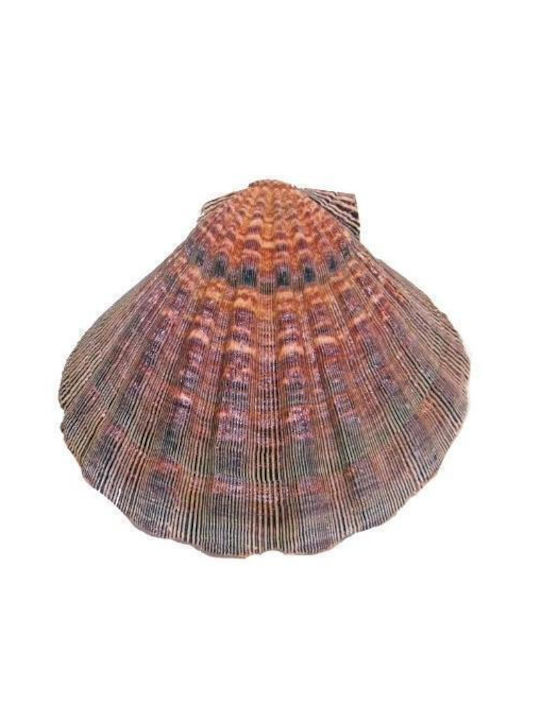 Burner Shell Incense Natural Scallop Lion's Paw 13cm