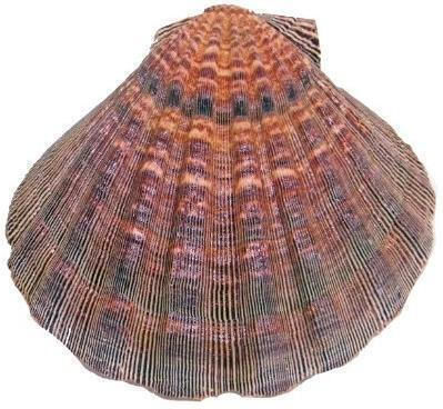 Burner Shell Incense Natural Scallop Lion's Paw 13cm