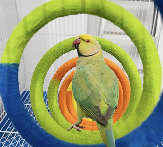 Parrot Perch Rope Flexi Birds Kingdom Rainbow Perch 30cm