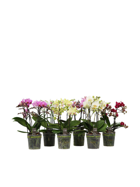 Phalaenopsis Multiflora "oh So Many Flowers "