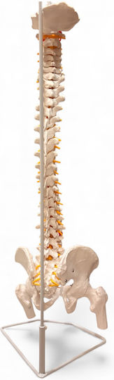 Oem Medical Training Manikin Spinal Column 90cm White