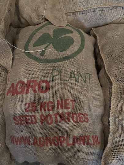 AgriMore Samen Für Kohl