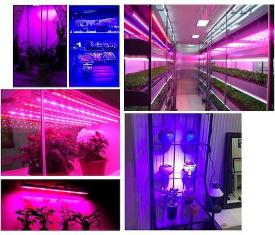 LED Strip 12V Red Light 5m Type SMD5050