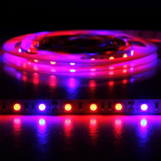 LED Strip 12V Red Light 5m Type SMD5050