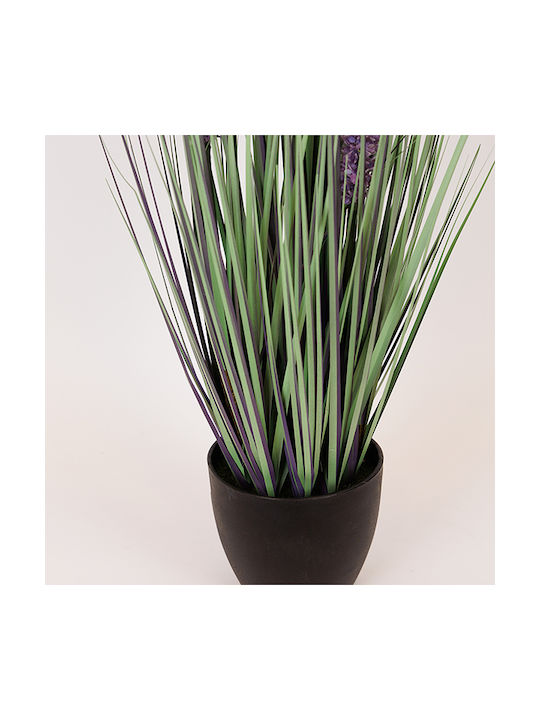 Plantă Eremurus în Ghiveci Plastic 80 cm