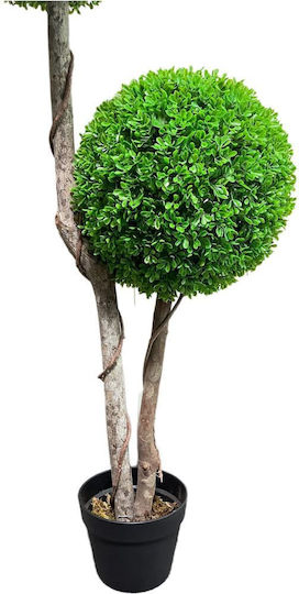 Πυξάρι Εξωτερικού Χώρου 120cm Supergreens