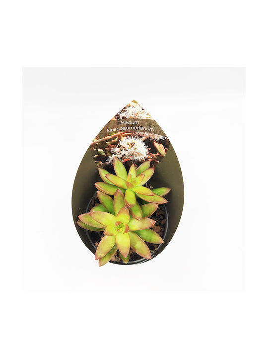 Kaktus Sedum Nussbaumerianum