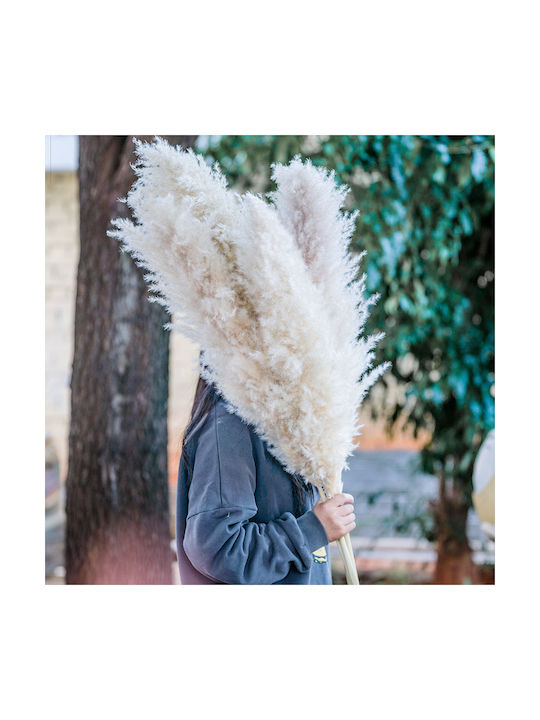 Γυνέριο Φυσικό Αποξηραμένο – Pampas Grass Beige 118-120εκ Υψος Συσκ.5
