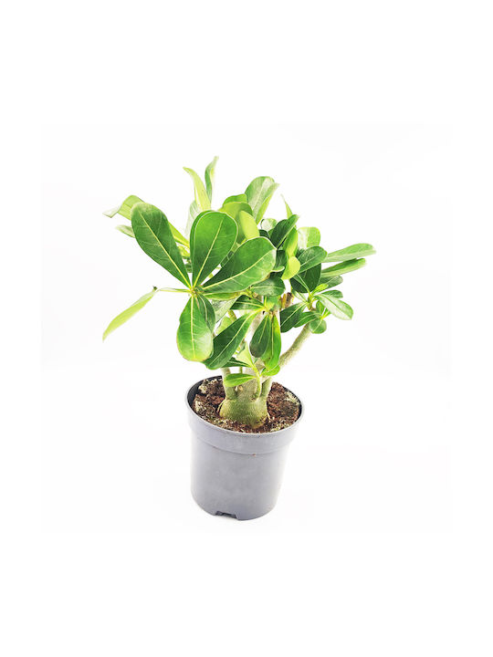Plantă Adenium Obesum Trandafirul Deșertului