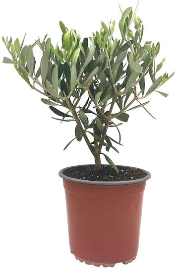 Bonsai Olive Tree