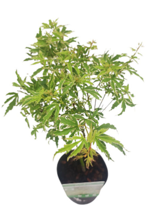 Japanese Plane Tree Acer Palmatum Butterfly