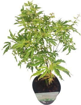 Ιαπωνικό Πλατάνι Acer Palmatum ”butterfly”