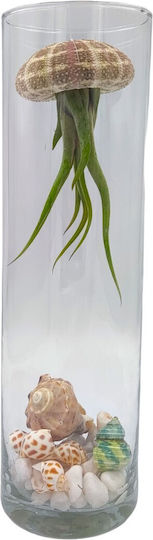 Състав Tillandsia Jellyfish – Tillandsia Usneoides Състав Tillandsia Jellyfish – Tillandsia Usneoides