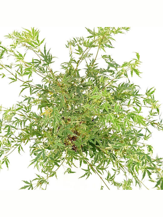 Arbore de Platan Acer Palmatum ”butterfly” Japonez