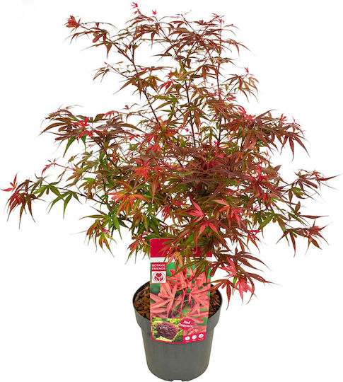 Acer Palmatum “shaina”