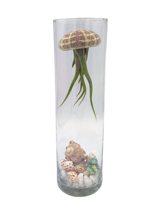 Σύνθεση Tillandsia Jellyfish – Tillandsia Usneoides