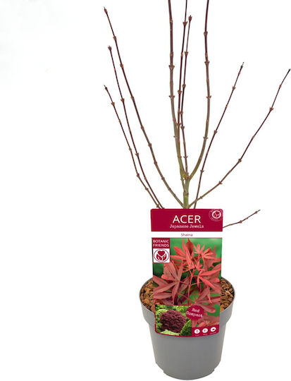 Acer Palmatum “shaina”