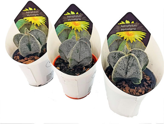 Кактус Дебелолистен Astrophytum Myriostigma