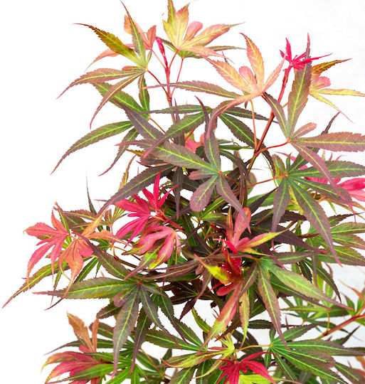 Acer Palmatum “shaina”