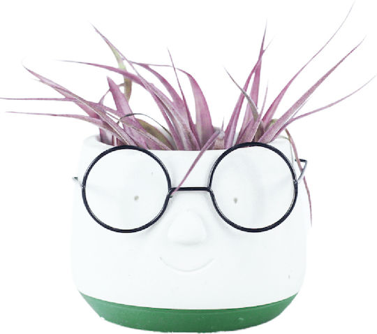 Air plants Dude Plant Pot Ceramic Multicolour Air plants Dude Plant Pot Ceramic Multicolour