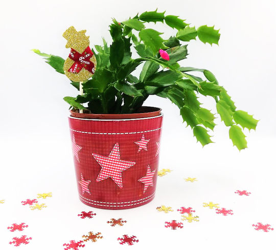 Weihnachtskaktus – Weihnachtsdekorationen mit Bäumen Glastopf 20 cm