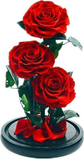 All Saints Red Rose Dried Red Rose