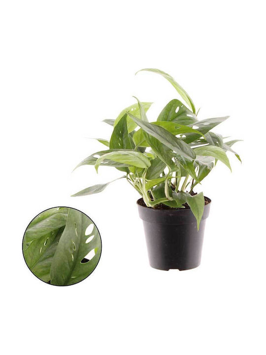 Epipremnum 'cebu Blue' 12cm