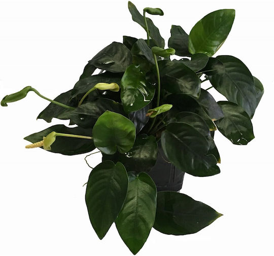 S.i Anubias Barteri Var Nana Mp Xl