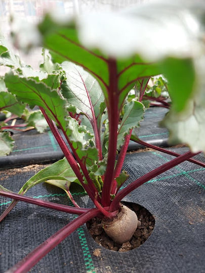 ProKROB Ground Cover Fabric Carrot Leek Parsley Celery Spinach 1x5m 99 Positions 99108