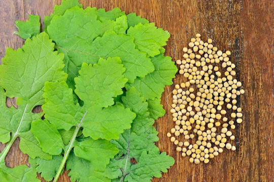 Мустардa Бяла White Mustard Семена Опаковка 3гр
