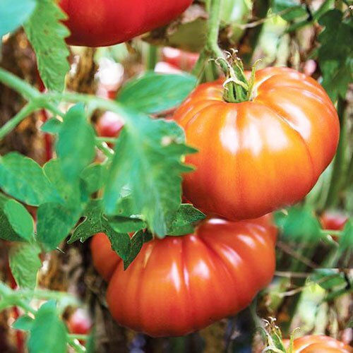 Ντομάτα Marmande Αναρριχώμενη 1 Γρ Σπόροι
