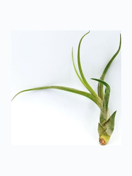 Airplant Tillandsia Bulbosa Xl