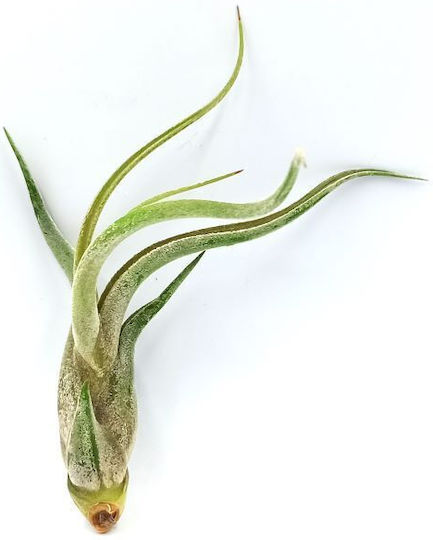 Instalație De Aer Tillandsia Bulbosa – XL