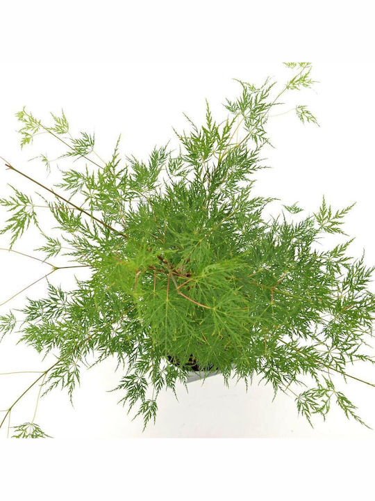 Acer Palmatum “emerald Lace”