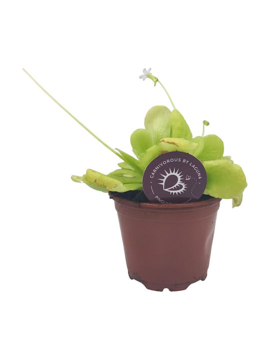 Pinguicula – Pinguicula Fleischfresser Pflanze