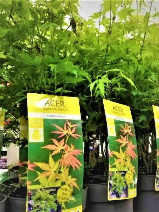 Acer Palmatum ”Vis Portocaliu”