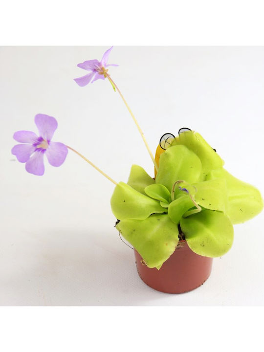 Pinguicula – Пингуикула Месоядна Растение