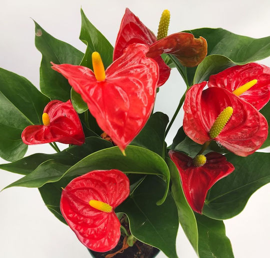 Floare De Coadă (Anthurium) – 1 Plantă 50-60cm