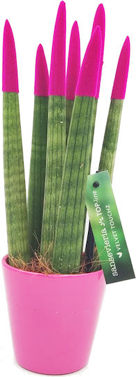 Sansevieria Zylindrische Topfpflanze Verschiedene Farben – 30-32cm Höhe