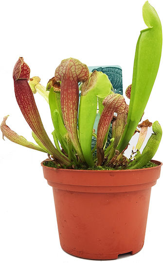 Sarracenia Venosa Judith – Dekorative Künstliche Pflanze Im Topf