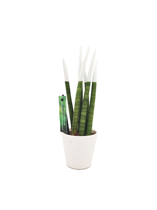 Sansevieria Zylindrische Topfpflanze Verschiedene Farben – 30-32cm Höhe