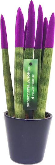 Sansevieria Zylindrische Topfpflanze Verschiedene Farben – 30-32cm Höhe